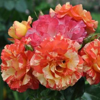 Роза шраб (парковая) ‘Alfred Sisley’